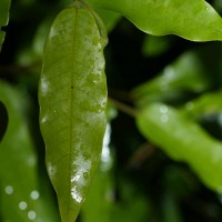 Doona trapezifolia Thwaites